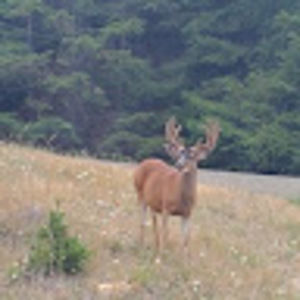 Meet your Posher, Paul